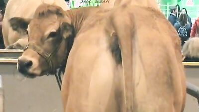 Zoo sex porn: bestiality hentai xxx