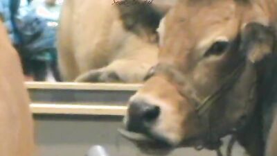 Zoo sex porn: bestiality hentai xxx