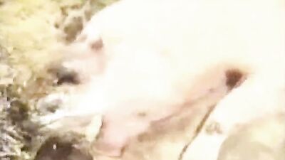 Zoo video: shantal animal porn