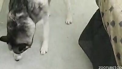 Zoo sex porno: solo zoo porn