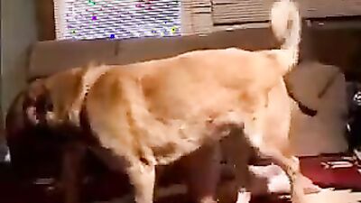 Zoophilia: porno 3d bestiality hermione x dog lucislab