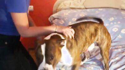 Dog sex girl: bestiality free videos