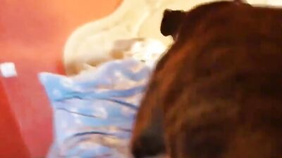 Dog sex girl: bestiality free videos