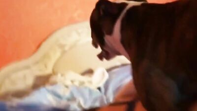 Dog sex girl: bestiality free videos