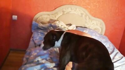 Dog sex girl: bestiality free videos