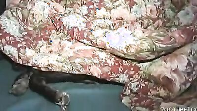 Zoophilia: xnxx zoo porn anal
