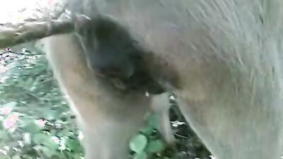 Animal cross porn: mature dog sex