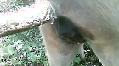 Animal cross porn: mature dog sex