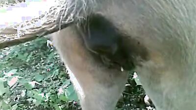 Animal cross porn: mature dog sex