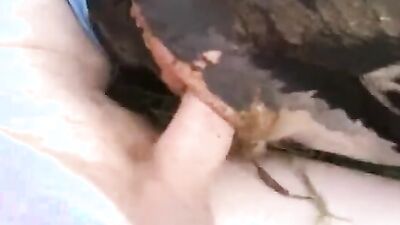 Dog fucking girl: zoo dildo porn telegram