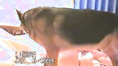 Gay zoo porn: webcam animal sex