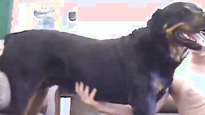 Zoo porn compilation: porn dog out