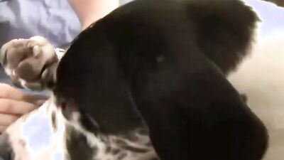 Animal cross porn: bestiality mom