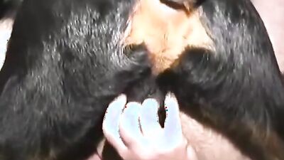 Dog porn: hentai girl home dog knot