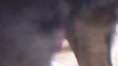 Girls s dogs: dog sex video onlayn tube