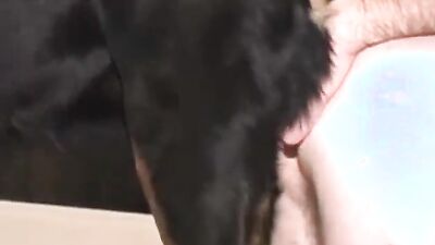 Animal sex video: zoo sex new