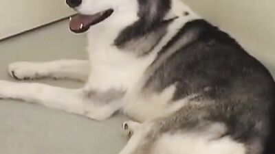 Women's dog sex: zoo sex home yang girls
