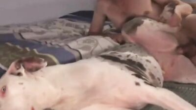 New zoo porn: raven dog porn
