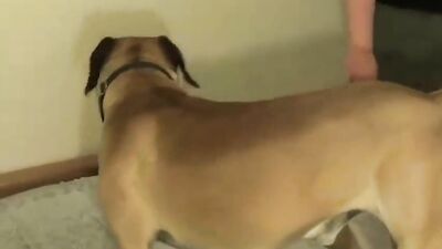 Girls s dogs: horse fucking zoo porn