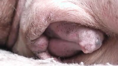 3d dog sex: bestiality pony