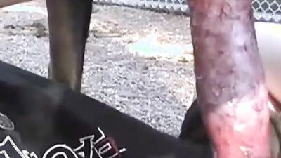 Fucking dogging porn: dog porn knotting animation