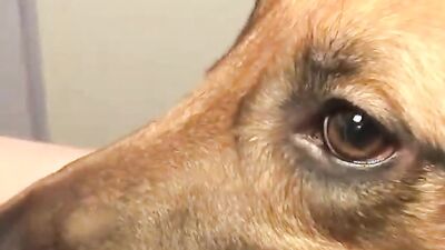Zoo fuck porn: tick zoo video