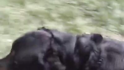 Zoophilia video: russian bestiality porno