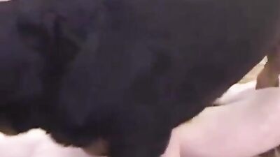 Zoophilia video: russian bestiality porno