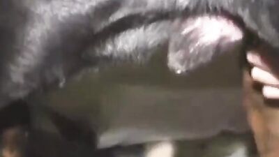 Animal porn: teen animal porn