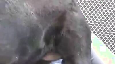 Animal dog sex: beautiful girls dogs