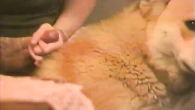 Boy girl dog: vanessa zoo porn