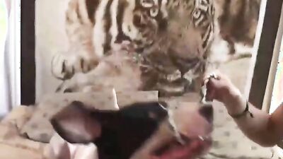 Zoophilia video: zoo mom video
