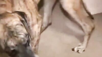 Zoo sex porn: teen has sex with dog