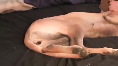 Girl having dog: dog anal fuck porn