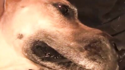 Girl having dog: dog anal fuck porn