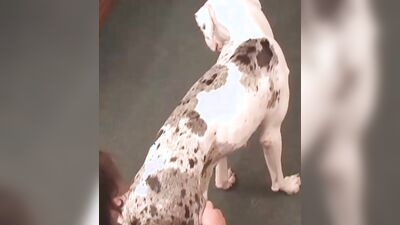 Bestiality hentai: young girls dog porn