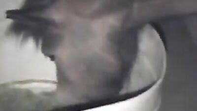Zoophilia video: see sex with animals