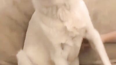 Bestiality sex id: free bestiality porn
