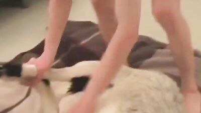 Porn bestiality: zoophilia animation