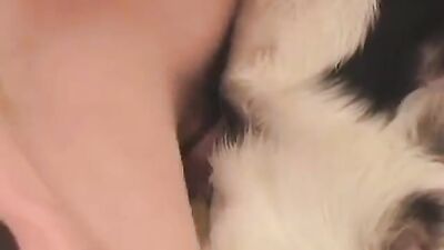 Porn bestiality: zoophilia animation