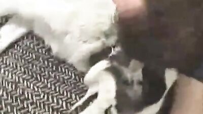 Zoo video: dog hard fuck porn