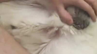 Zoo video: dog hard fuck porn