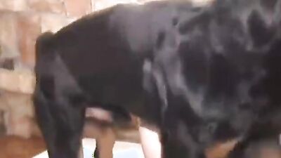 Zoophilia porno: girl and dog sex 2026