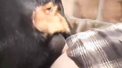 Zoophilia porno: girl and dog sex 2026