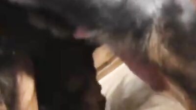 Zoophilia porno: girl and dog sex 2026