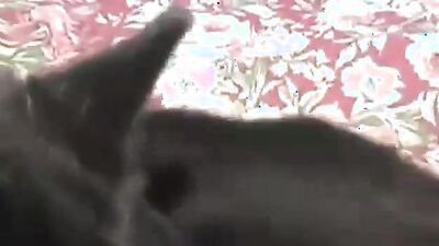 Animal sex porn: sex married couple with dog
