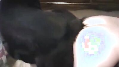 Animal sex porn: sex married couple with dog