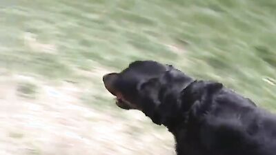 Dog fucking girl: manual dog lover sex