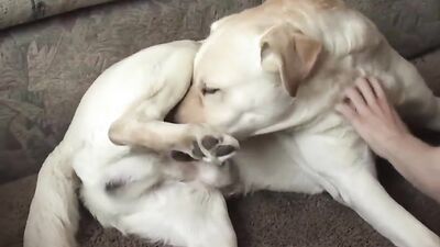 Dogs having sex: stardew valley bestiality mod
