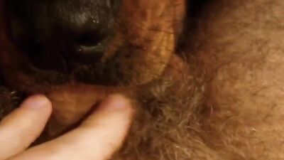 Bestiality horse: big animals porn